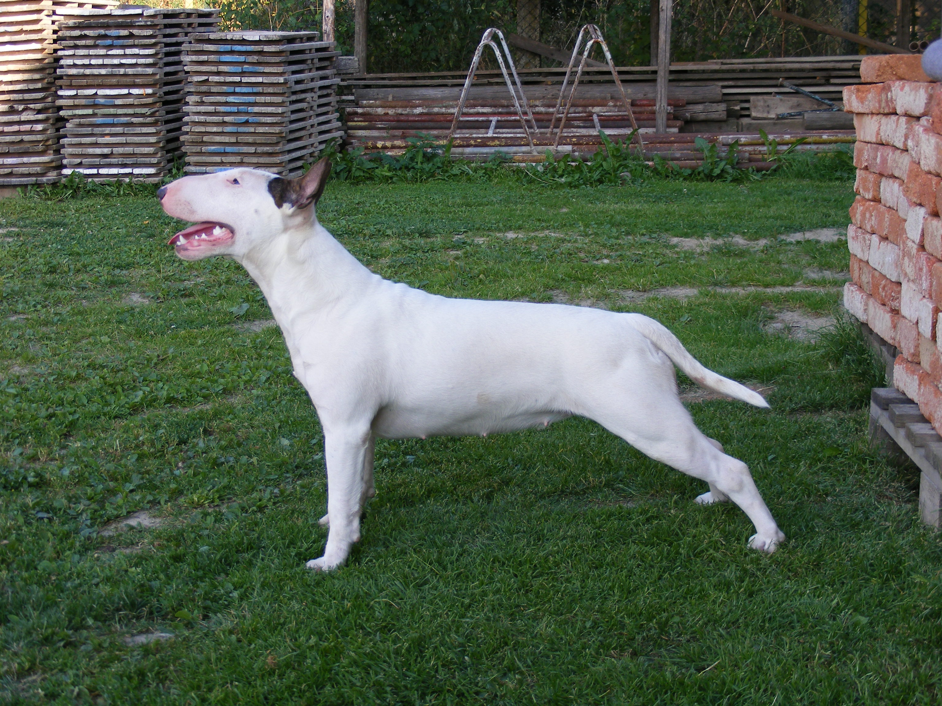 Akky 15.8.2008 007.jpg