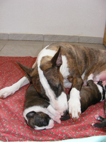 2008_0908štěňátka0082.JPG
