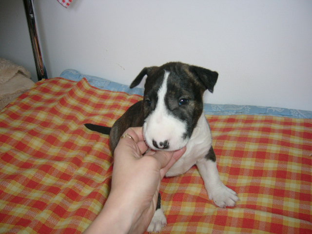 štěňátka 26.9.2008 008.jpg