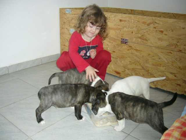 štěňátka 26.9.2008 035.jpg