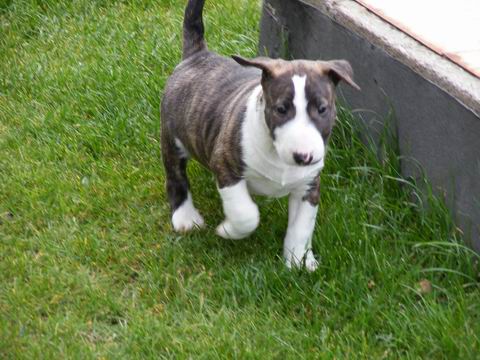 Benny 8.10.2008 024.jpg