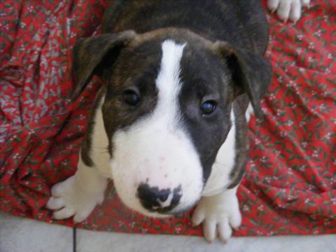 Benny,Bria,Birr 15.10 011.jpg