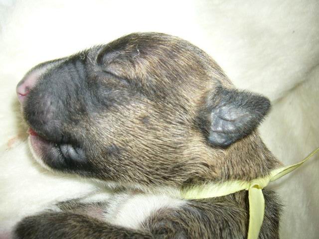 stenatka 7.11.2007 048.jpg