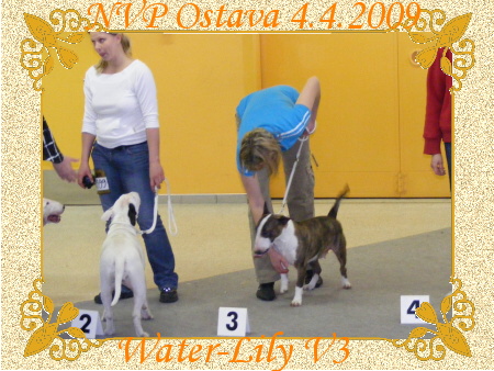 Výstava v Ostravě 4.4.2009 Lila 020.jpg