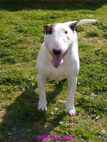 Holky 19.4.2009 064.jpg