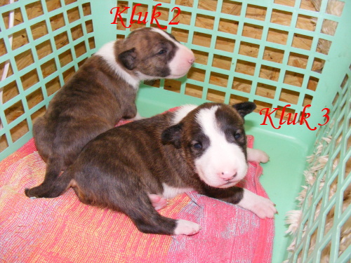 Vrh C 4.10.2009 044.jpg
