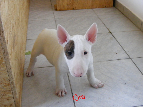 Vrh C 15.11.2009 015.jpg