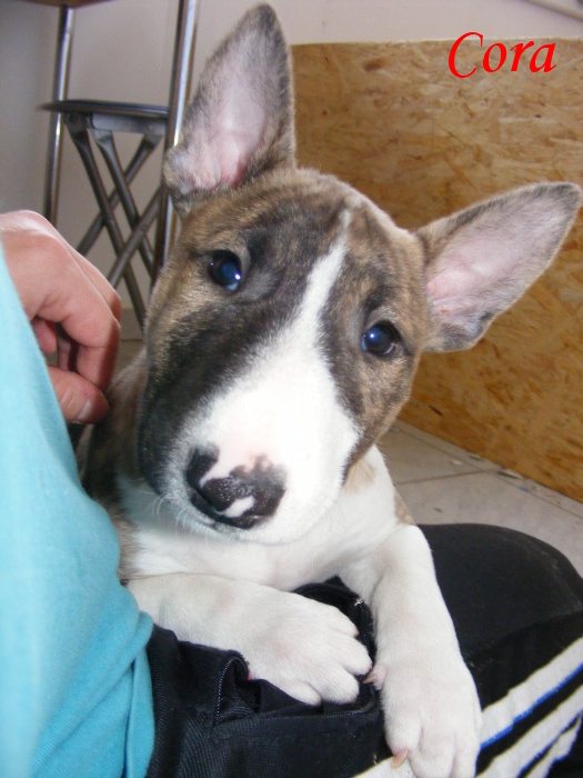 Vrh C 15.11.2009 019.jpg