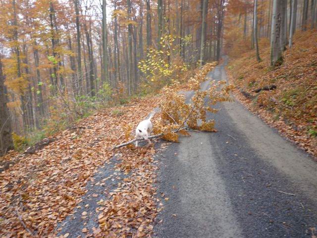 P1020021.jpg