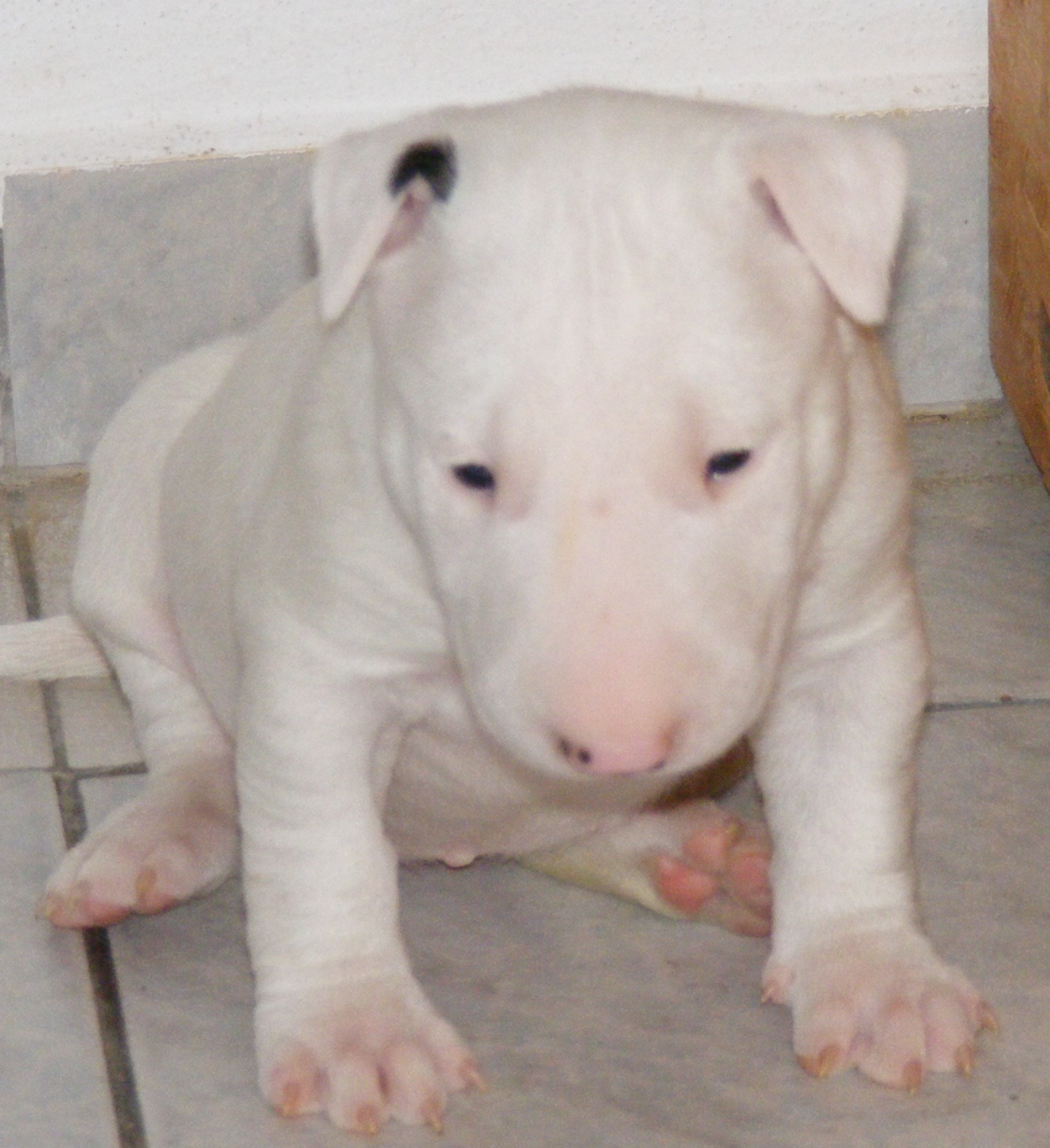 vrh E 7.2.2011 026.jpg