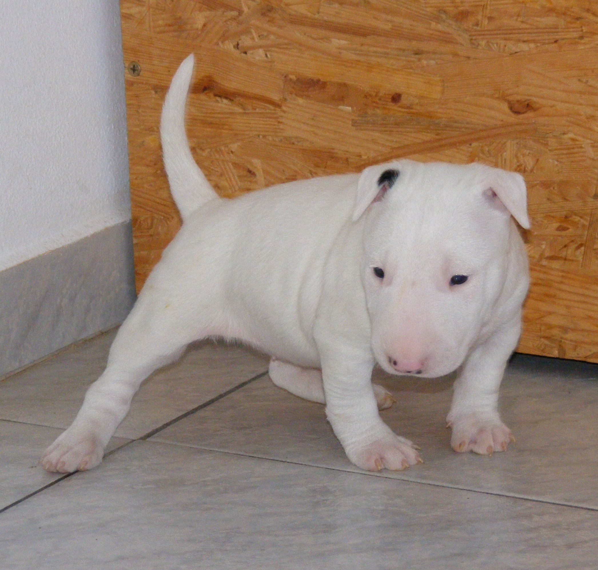 vrh E 7.2.2011 004