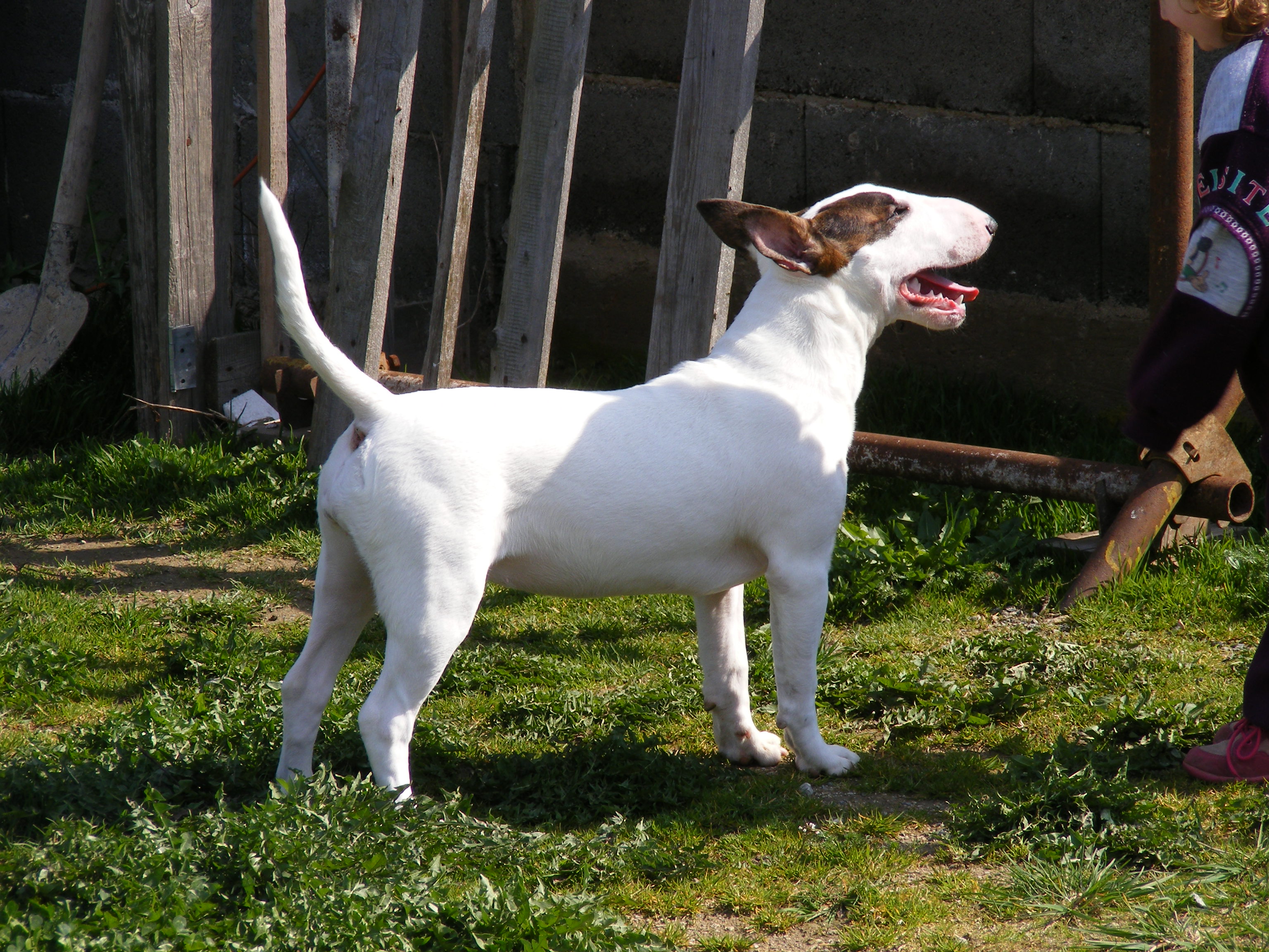 Alenka s Akkynkou na dvoře 27.4.2008 018.jpg